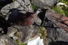 duif#(20141028) vogels