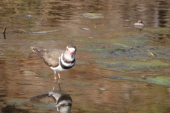 vogel#(20141104) vogels