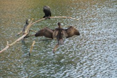 aalscholver#(20251105) vogels