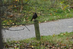 merel#(20251105) vogels