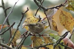 goudhaan#(20251105) vogels