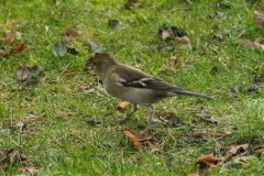 vink#(20251105) vogels