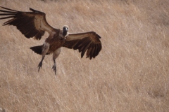 gier#(20141106) vogels