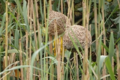 wever#(20141111)b vogels