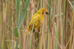 wever#(20141111)a vogels