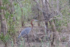 reiger#(20141111) vogels