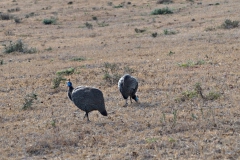 parelhoen#(20161112) vogels