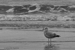 zilvermeeuw#(20251212) vogels