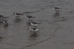 drieteenstrandloper#(20251212)a vogels