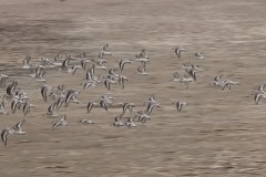 drieteenstrandloper#(20251212)b vogels