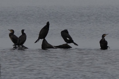 aalscholver#(20190404) vogels
