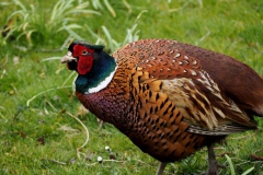 fazant#(20170408) vogels