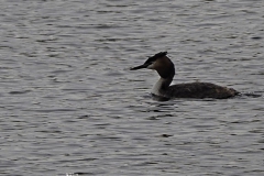 fuut#(20190404) vogels