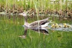 gans#(20180428)a vogels