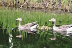 gans#(20180428)b vogels