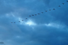 gans#(20171021) vogels