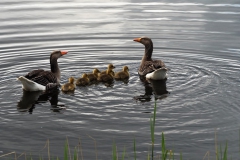 gans#(20170429) vogels