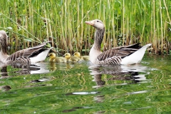 gans#(20180428)c vogels