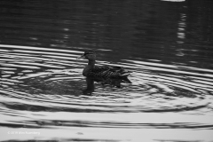 eend#(20190624)zw vogels