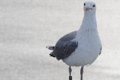 meeuw#(20190318) vogels