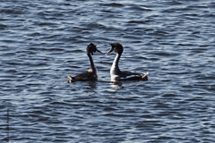 fuut#(20190410) vogels