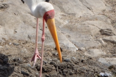 ooievaar#(20141106)aa vogels