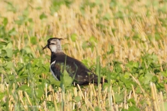 kievit#(20230724) vogels