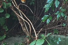 roodborst#(20190811)a vogels