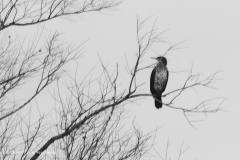 aalscholver#(20240102) vogels