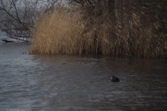 meerkoet#(20240102)a vogels