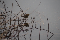 tjiftjaf#(20240106) vogels