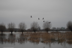 gans#(20240106) vogels