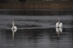 zwaan#(20240106) vogels