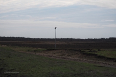 kraai#(20210113) vogels