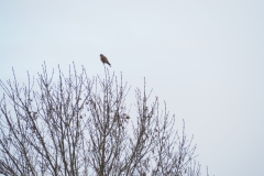 valk#(20230122)a vogels