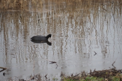 meerkoet#20230122) vogels