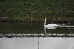 zwaan#(20210123)b vogels