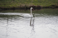 zwaan#(20210123)a vogels