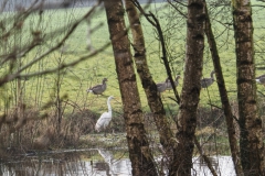 reiger#(20250209) vogels