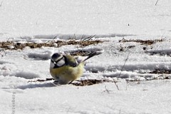 pimpelmees#(20210210) vogels