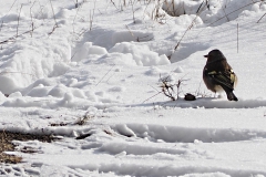 vink#(20210210)b vogels
