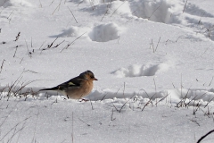 vink#(20210210)a vogels