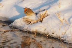roodborst#(20210212) vogels