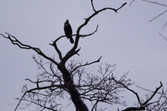 aalscholver#(20240217) vogels