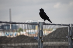 kraai#(20240301) vogels