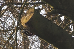 specht#(20220306) vogels