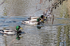 eend#(20210319)a vogels