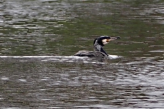 aalscholver#(20210319) vogels