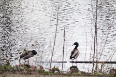 eend#(20210319)b vogels