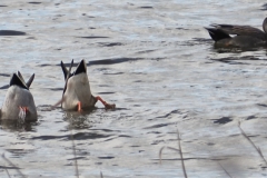 eend#(20250329) vogels